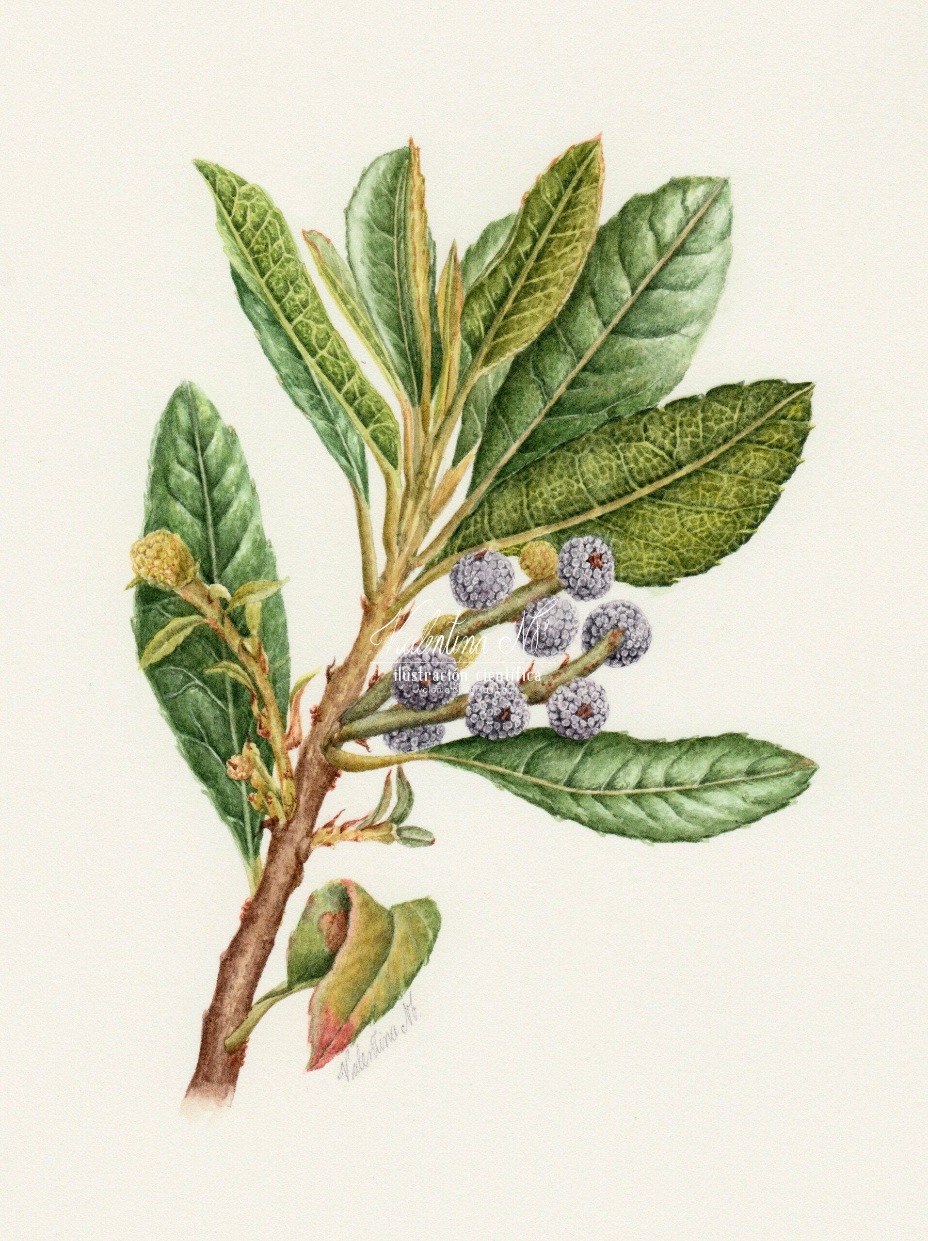 Morella pubescens