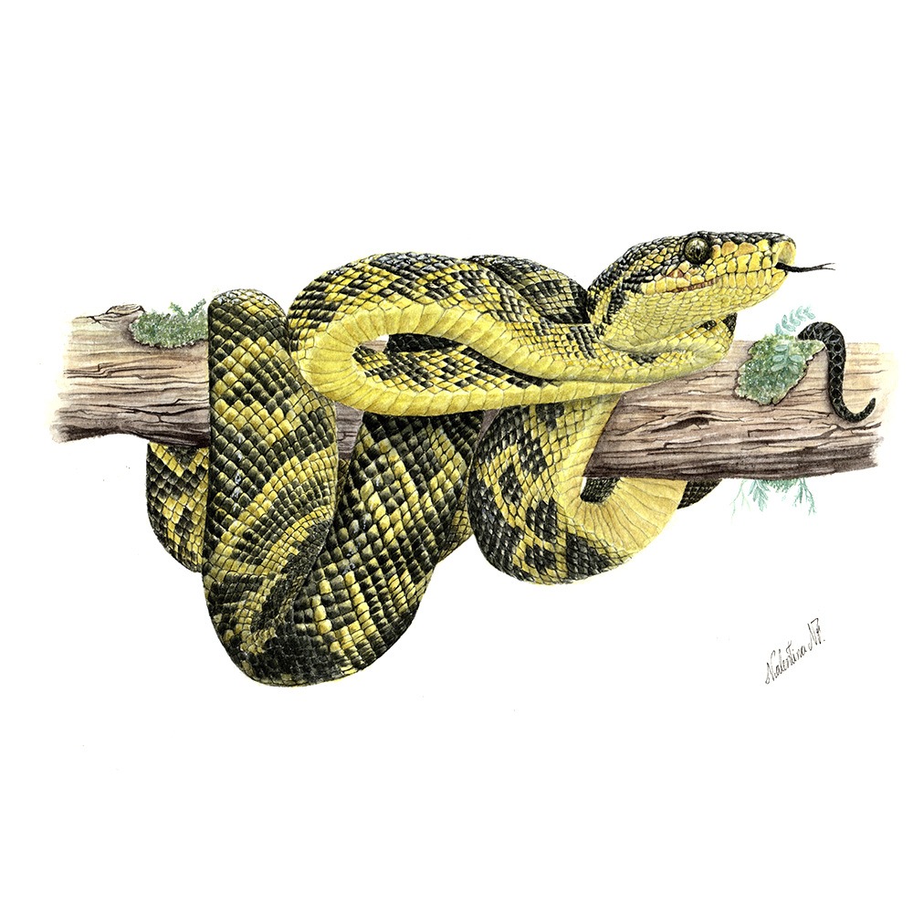 Serpientes de Colombia – Serpentario Nacional