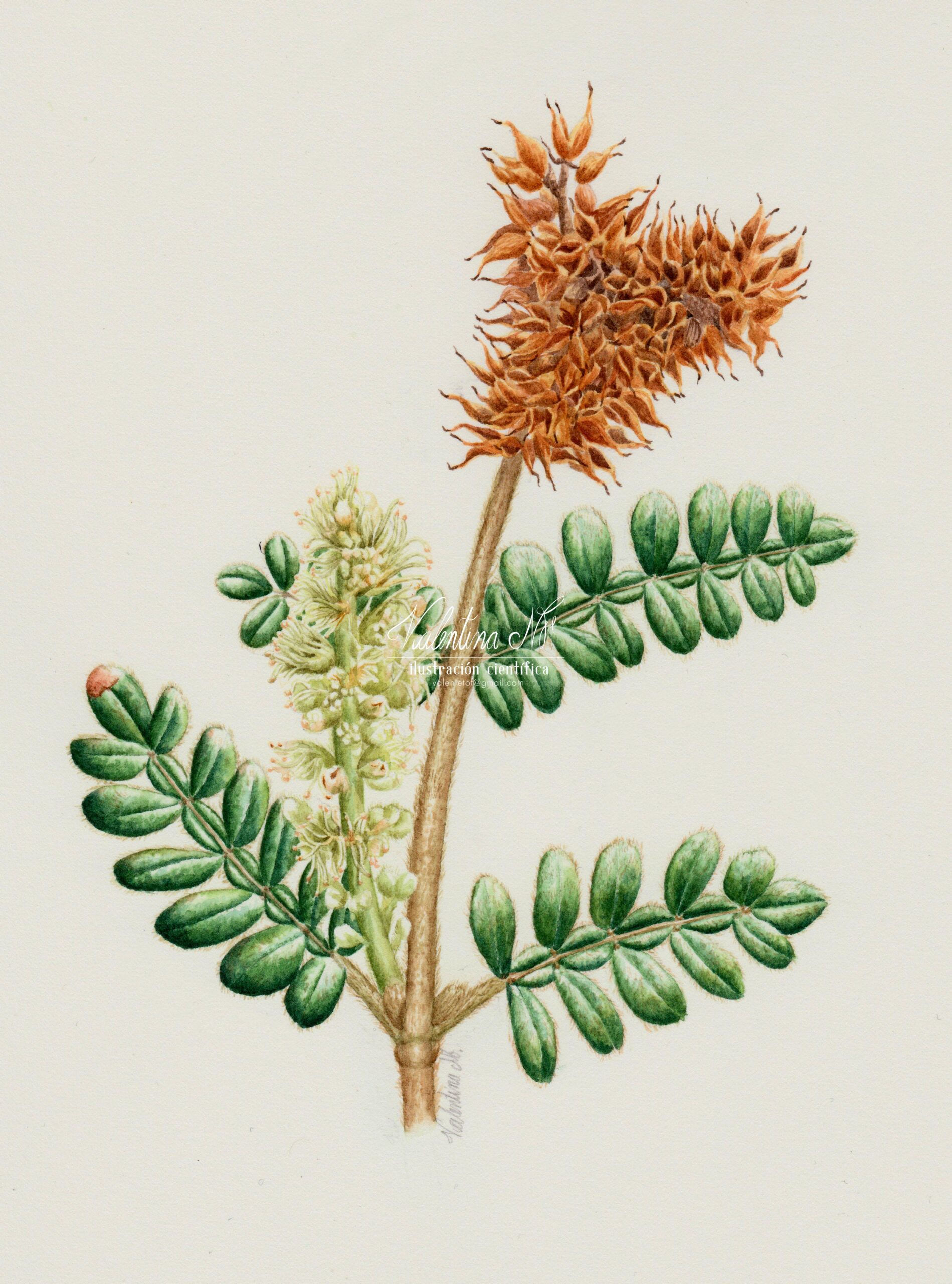 Weinmannia tomentosa