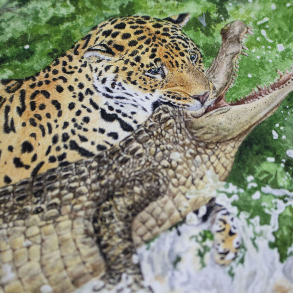 Jaguar y Caimán